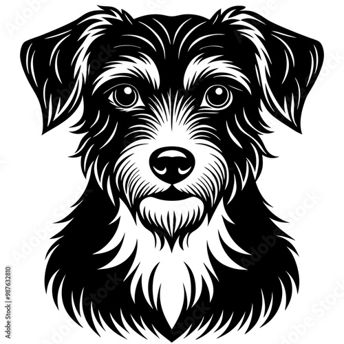black and white dog