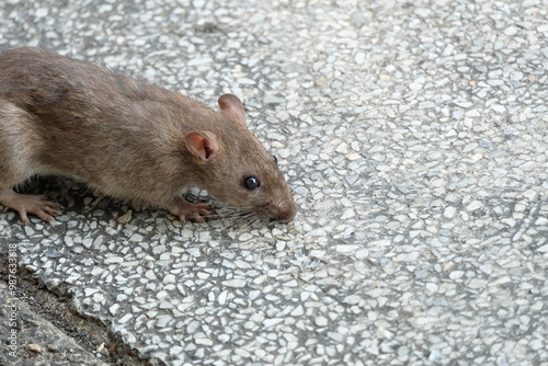 rat on the ground