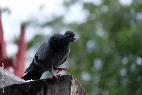 The singing pigeon