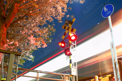 電車と桜の交差点