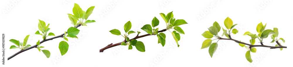 Young branch of an apple tree with green leaves isolated on transparent background, Cutout PNG Young branch of an apple tree with green leaves isolated on transparent background, Cutout PNG