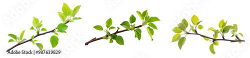 Young branch of an apple tree with green leaves isolated on transparent background, Cutout PNG