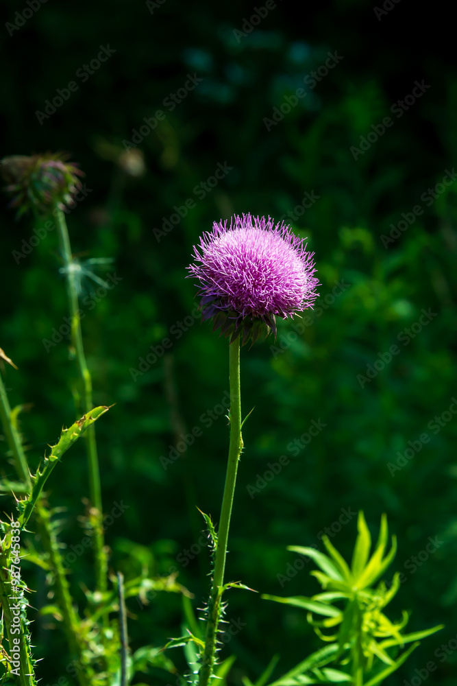 A summer thistle bloom. A summer thistle bloom.