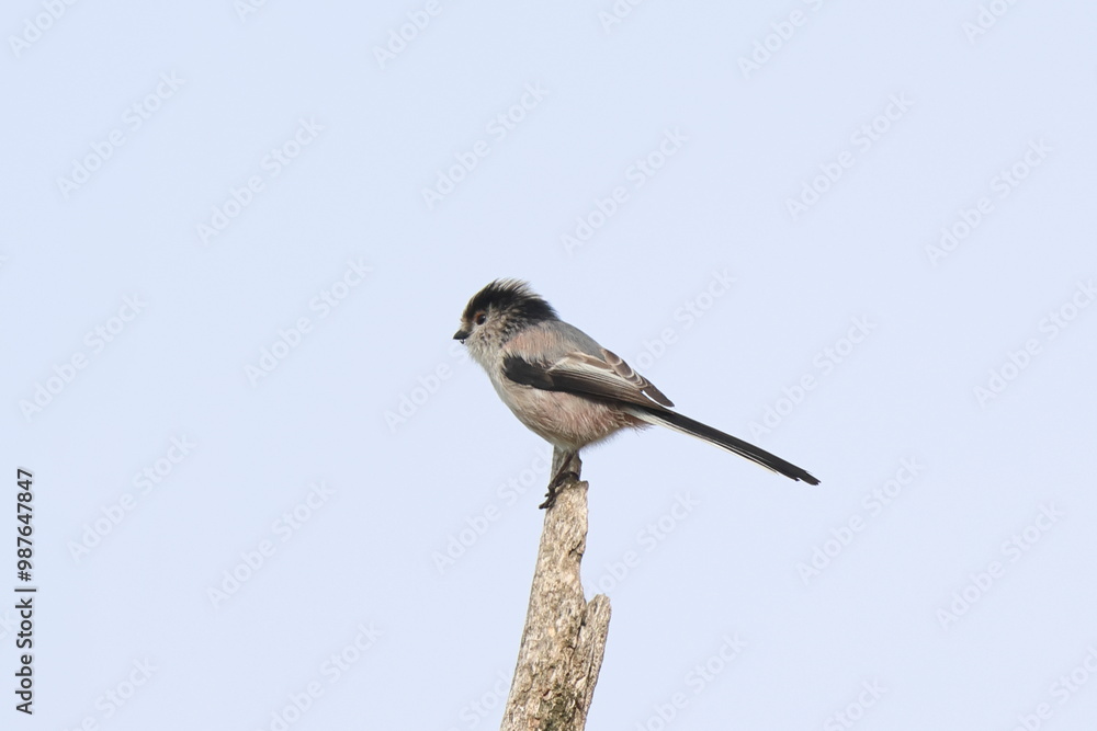 Obraz premium piccolino