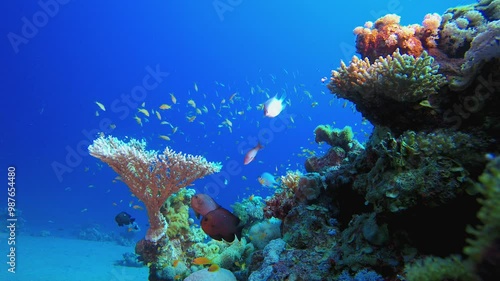 Wallpaper Mural Reef Coral Garden Underwater. Coral garden seascape. Blue water background. Blue turquoise sea water waves. Colourful tropical coral reefs. Torontodigital.ca