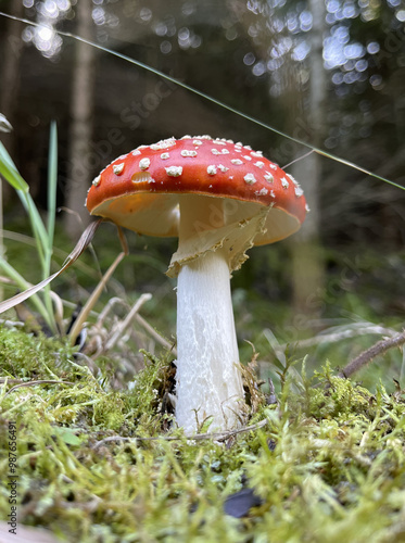 Wallpaper Mural Fly Agaric Torontodigital.ca