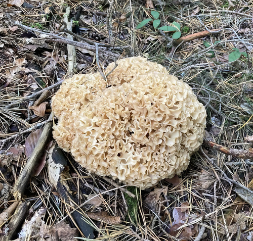 Wallpaper Mural Cauliflower Fungus Torontodigital.ca