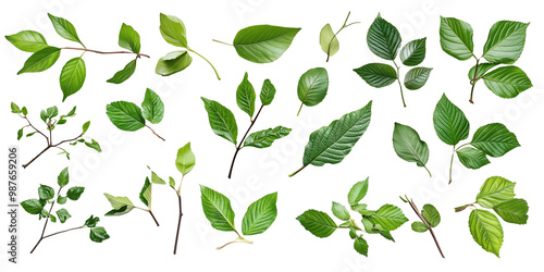 Wallpaper Mural Leaf and Green Foliage Collection. A selection of green leaves and foliage from different plants, emphasizing the beauty of nature. Ideal for eco-friendly, botanical, and gardening projects Torontodigital.ca