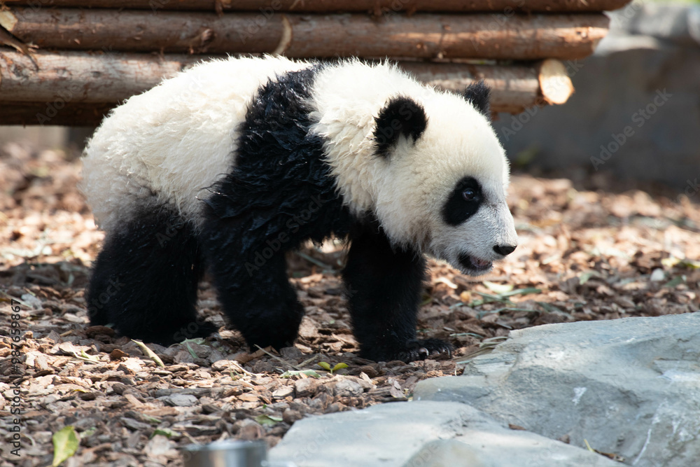 Fototapeta premium Little Panda in Chengdu Panda Base, china