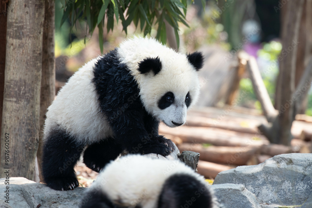 Obraz premium Little Panda in Chengdu Panda Base, china