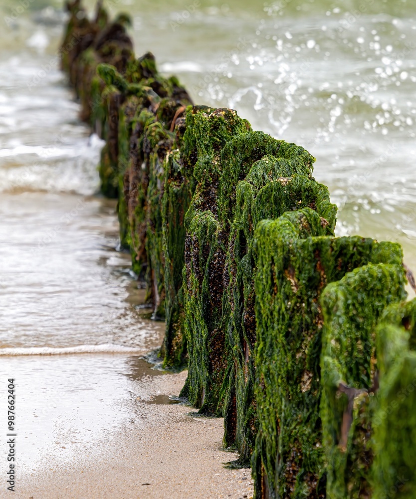 Wooden groynes on the beach of the North Sea on Sylt