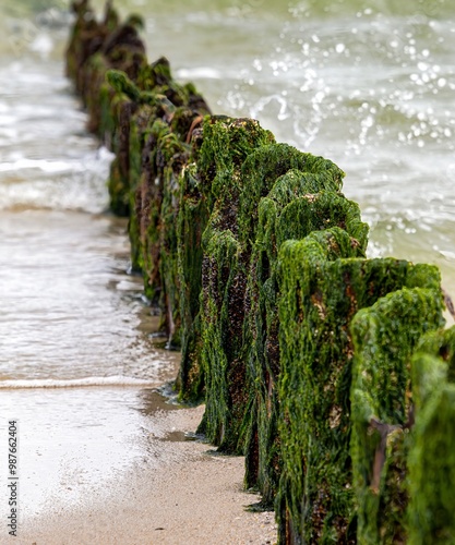 Obraz na płótnie Wooden groynes on the beach of the North Sea on Sylt w salonie