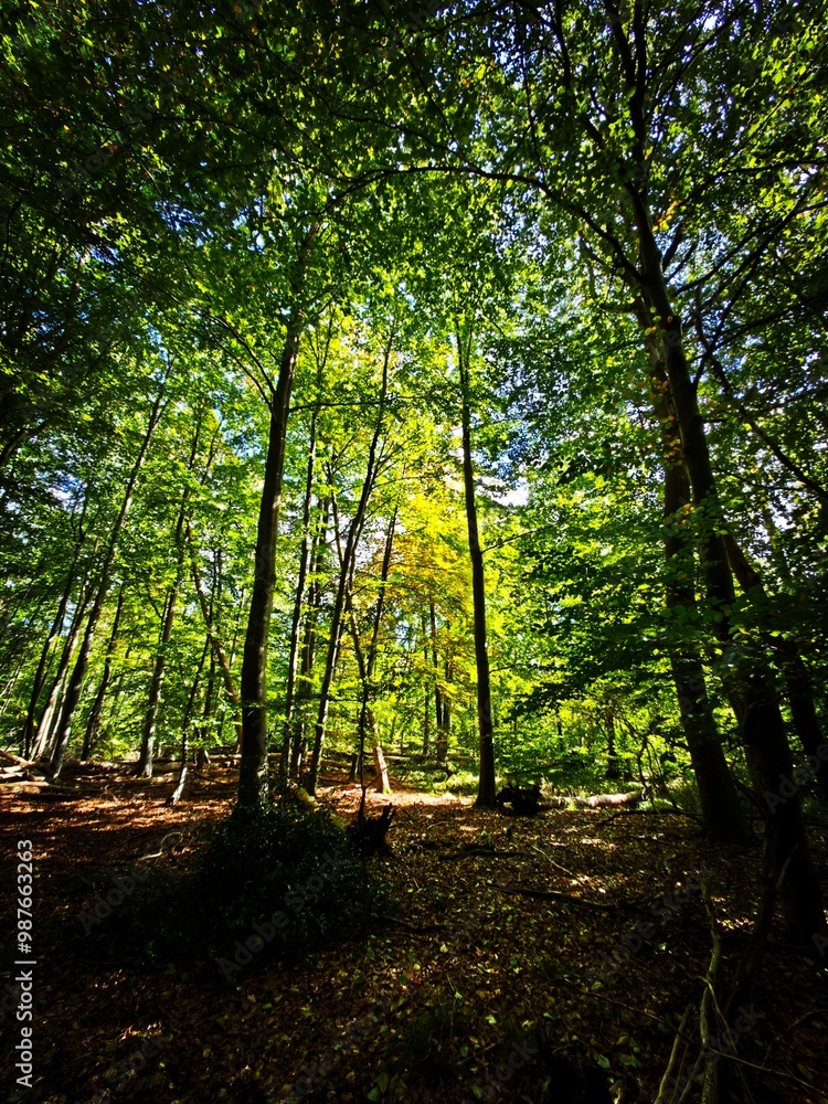 Obraz premium forest in the morning