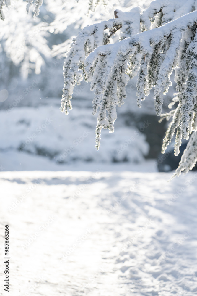 Snow covered trees. Winter forest Snow covered trees. Winter forest