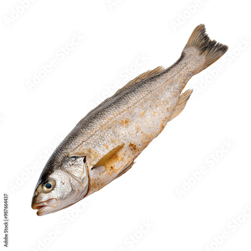 Fresh fish, white isolated background photo