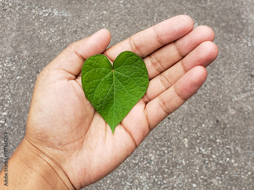 hands holding a heart shaped green leaf.