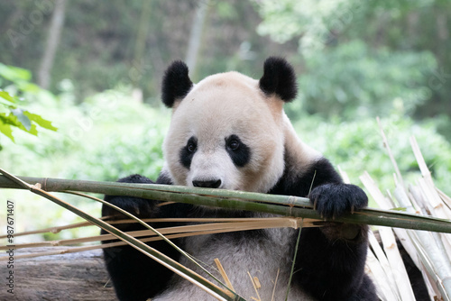 Female Panda , Fei Fei , Panda Paradise photo