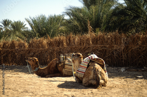 Dromadaire, Camelus dromedarius, Maroc photo