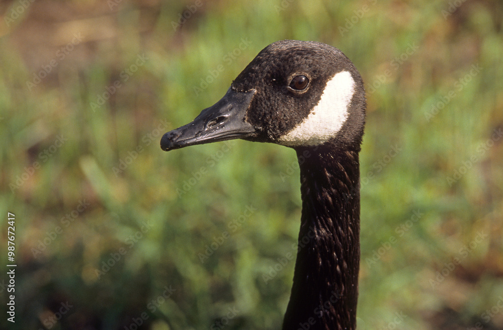 Bernache du Canada,.Branta canadensis, Canada Goose Bernache du Canada,.Branta canadensis, Canada Goose