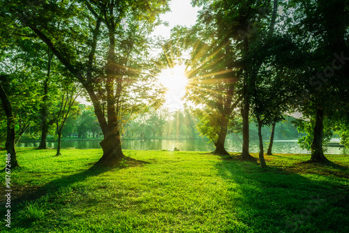 tree in forest with bright sun