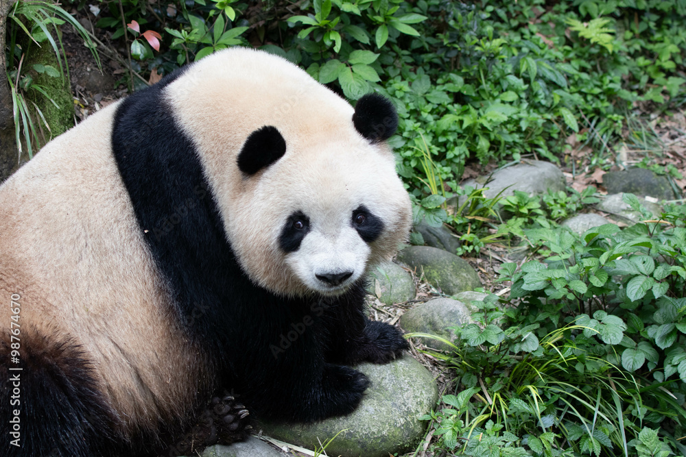 Fototapeta premium Close up female Panda, Mei Lan aka Rou Rou, panda Paradise