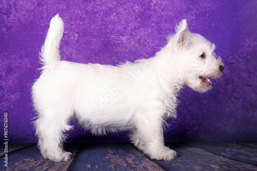 West Highland White Terrier puppy dog standing on a purple background photo