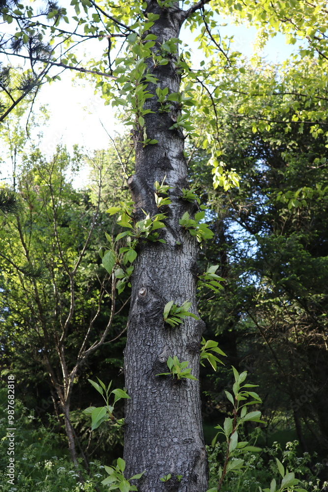 Fototapeta premium Tree in Iceland, Esja