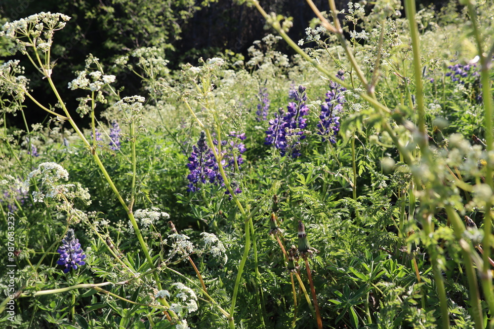 Fototapeta premium Lupin in Iceland 