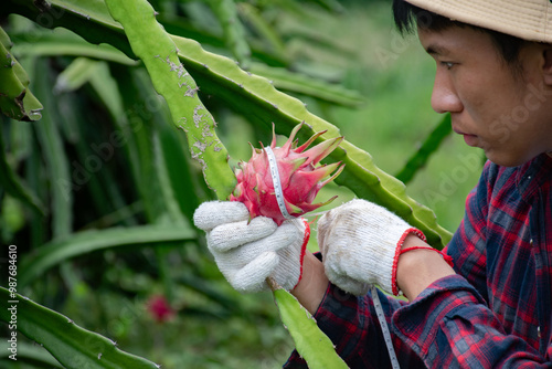 Asian organic dragon fruit gardener is looking after, picking and harvesting ripe dragon fruits in their own garden. photo