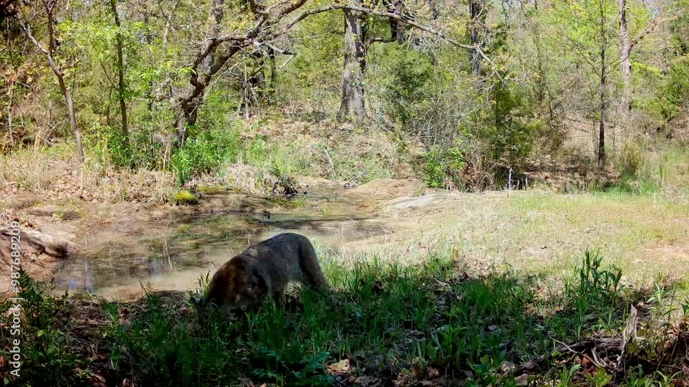 Bobcat in daylight at a small creek in early spring Bobcat in daylight at a small creek in early spring