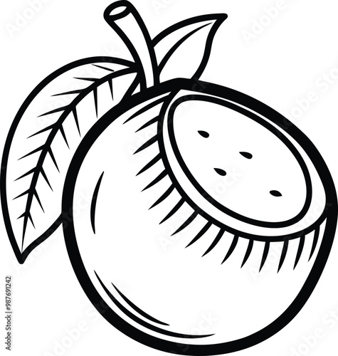 Coconut fruit vector illustration on black and white.