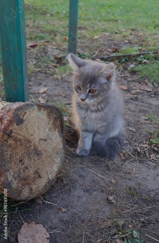cat in the garden