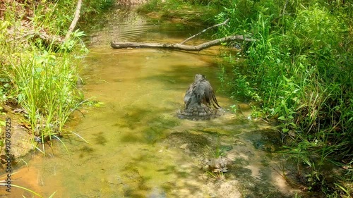 Cooper's hawk splashing and bathing in a shallow creek on a hot summer day