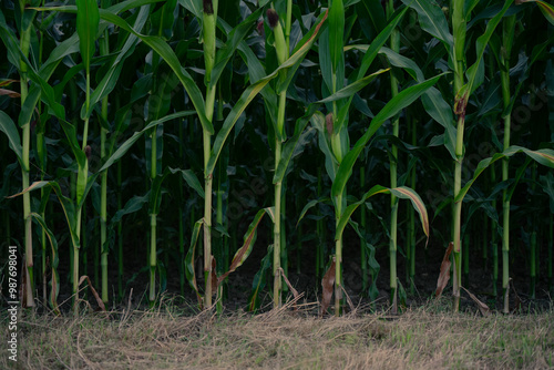 Edge of the cornfield in the evening light.