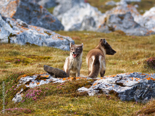 Konstfotografi Arctic Fox Cubs during the Summer, Gnålodden, Hornsund fjord, Spitzbergen, Svalb