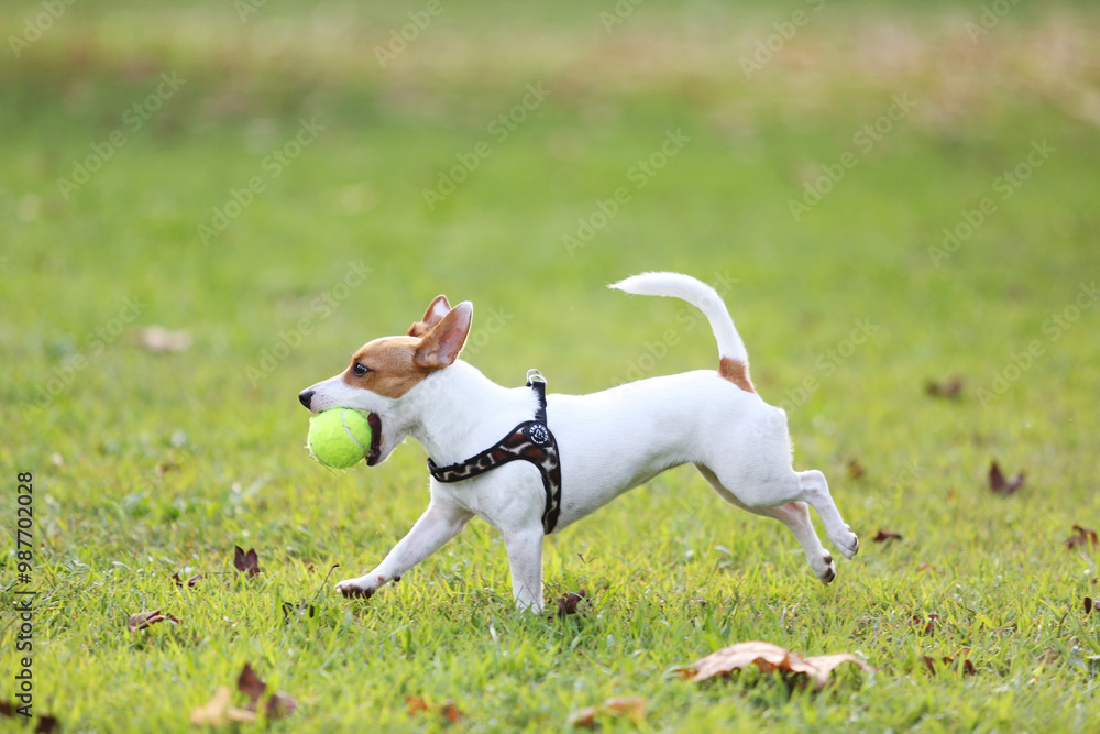 Jack russell terrier playing with ball Jack russell terrier playing with ball
