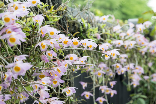 Beautiful Loddiges' Dendrobium (Dendrobium loddigesii) flowers.