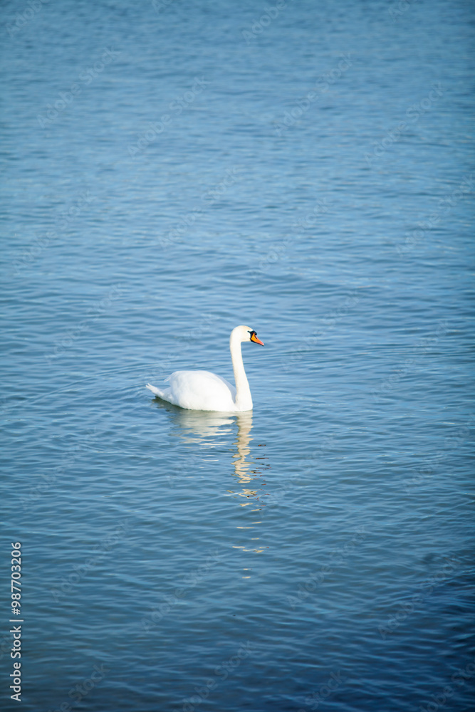 swan on the water swan on the water