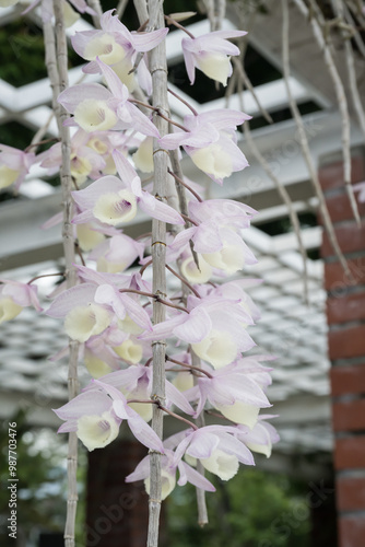 Beautiful Hooded Dendrobium (dendrobium aphyllum) flowers. photo