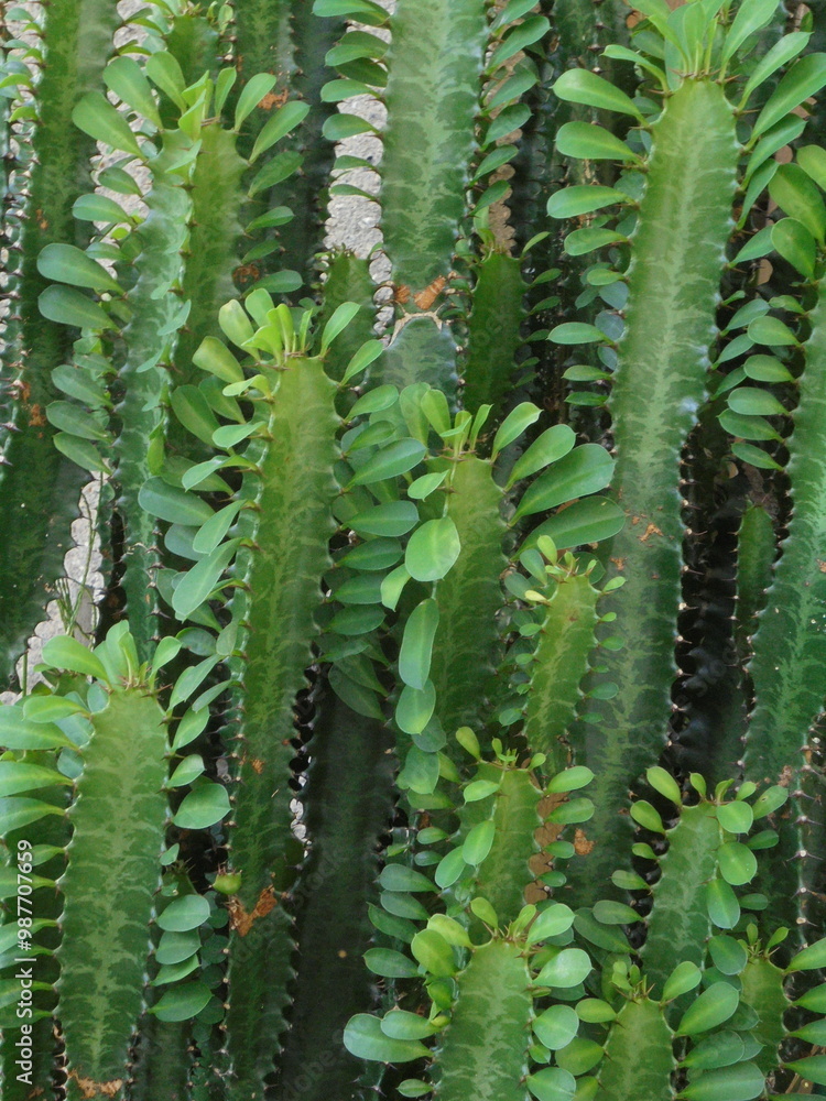 Beautiful evergreen cactus plant Beautiful evergreen cactus plant