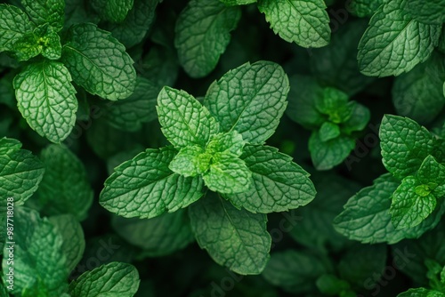 Natural Mint Leaves Close-Up