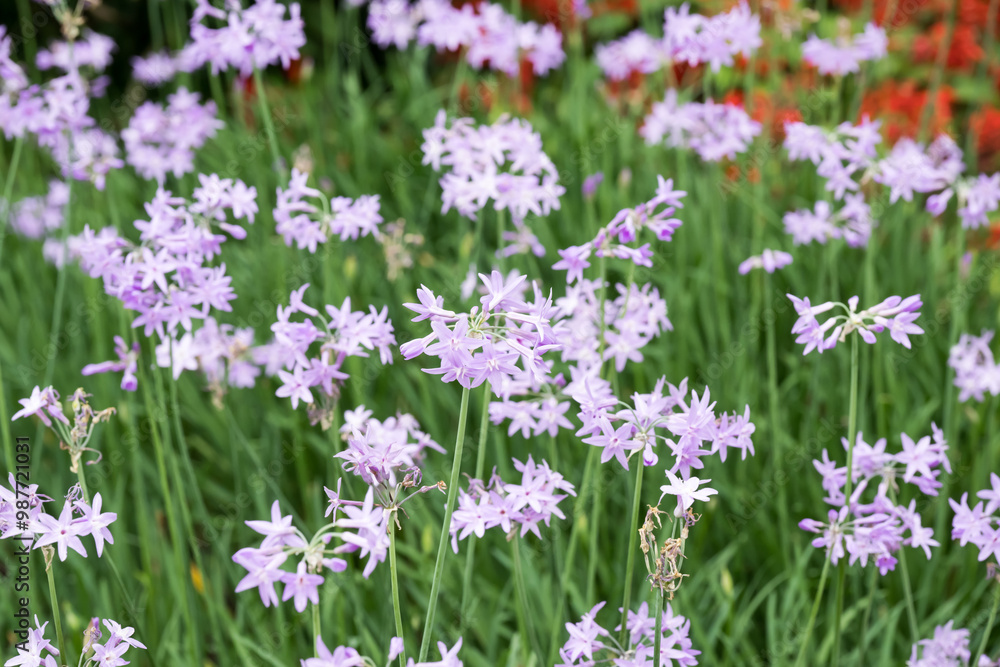 Beautiful Society Garlic (tulbaghia violacea) flowers. Beautiful Society Garlic (tulbaghia violacea) flowers.