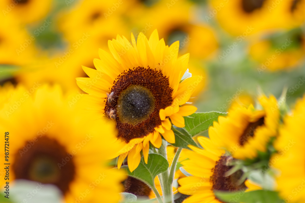 Beautiful yellow sunflowers with bees showing its natural beauty with the yellow petals and growing sunflower seeds and offering nectar and pollen for insects as flying bees and bumblebees in summer Beautiful yellow sunflowers with bees showing its natural beauty with the yellow petals and growing sunflower seeds and offering nectar and pollen for insects as flying bees and bumblebees in summer