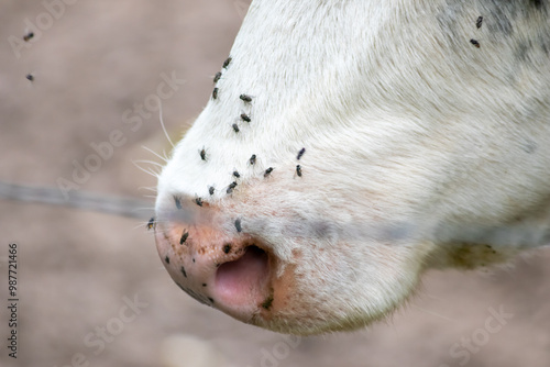 Cow head with many flies on its nose is struggling with a swarm of flies in summer as infective swarm and pest for animals that can transmit diseases and are danger for domestic cattle beef production