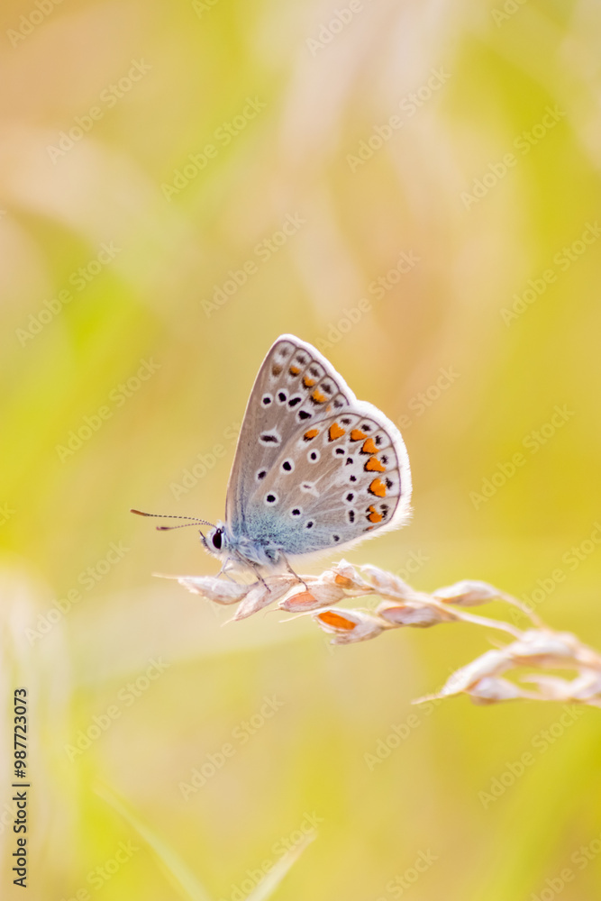 Beautiful colorful butterfly in profile view macro with shiny blurred background bokeh in summer farm field shows filigree wings with vibrant colors camouflage insect hiding pollination in wild grass Beautiful colorful butterfly in profile view macro with shiny blurred background bokeh in summer farm field shows filigree wings with vibrant colors camouflage insect hiding pollination in wild grass