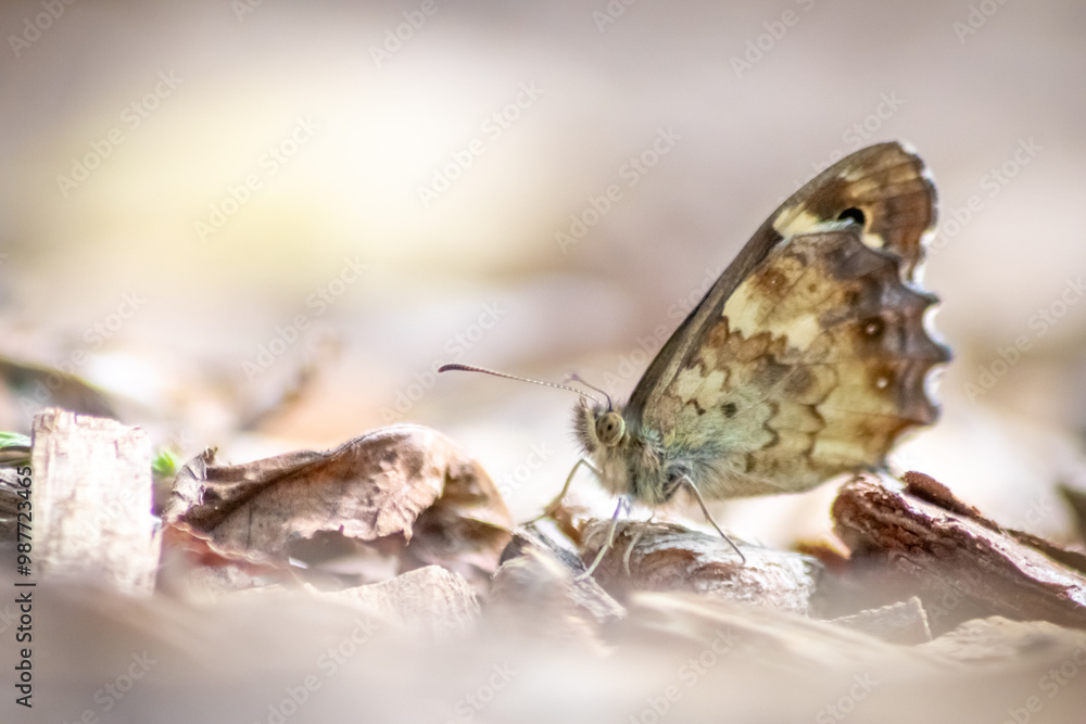 Fototapeta premium Beautiful colorful butterfly in profile view macro with shiny blurred background bokeh in summer farm field shows filigree wings with vibrant colors camouflage insect hiding pollination in wild grass