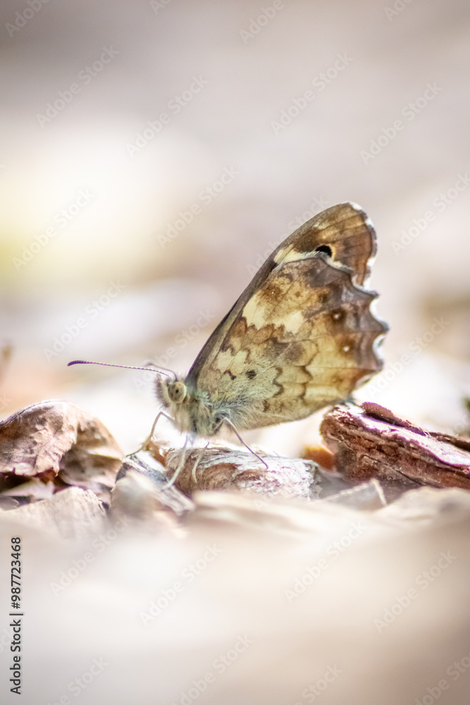 Obraz premium Beautiful colorful butterfly in profile view macro with shiny blurred background bokeh in summer farm field shows filigree wings with vibrant colors camouflage insect hiding pollination in wild grass