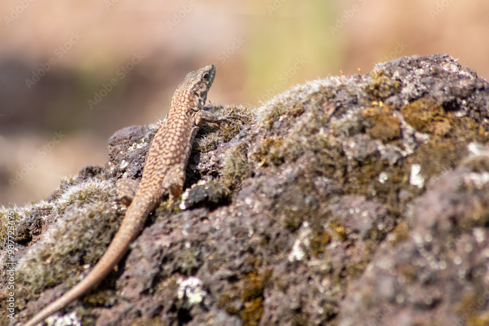 Shy Lizard on the hunt for insects on a hot volcano rock warming up in the sun as hematocryal animal in macro view and close-up to see the scaled skin details of little saurian needs to shed or molt Shy Lizard on the hunt for insects on a hot volcano rock warming up in the sun as hematocryal animal in macro view and close-up to see the scaled skin details of little saurian needs to shed or molt