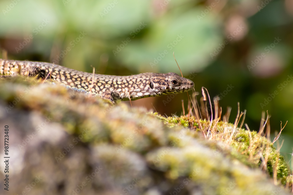 Shy Lizard on the hunt for insects on a hot volcano rock warming up in the sun as hematocryal animal in macro view and close-up to see the scaled skin details of little saurian needs to shed or molt Shy Lizard on the hunt for insects on a hot volcano rock warming up in the sun as hematocryal animal in macro view and close-up to see the scaled skin details of little saurian needs to shed or molt