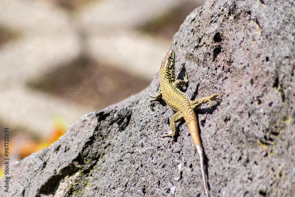 Shy Lizard on the hunt for insects on a hot volcano rock warming up in the sun as hematocryal animal in macro view and close-up to see the scaled skin details of little saurian needs to shed or molt Shy Lizard on the hunt for insects on a hot volcano rock warming up in the sun as hematocryal animal in macro view and close-up to see the scaled skin details of little saurian needs to shed or molt